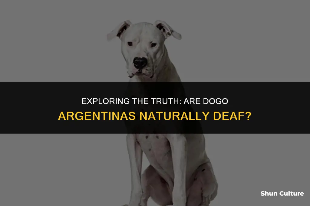 are dogo argentinas deaf