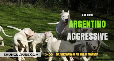 Understanding the Temperament of Dogo Argentino: Are They Aggressive?
