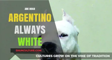 Exploring the Myth: Are Dogo Argentino Always White?