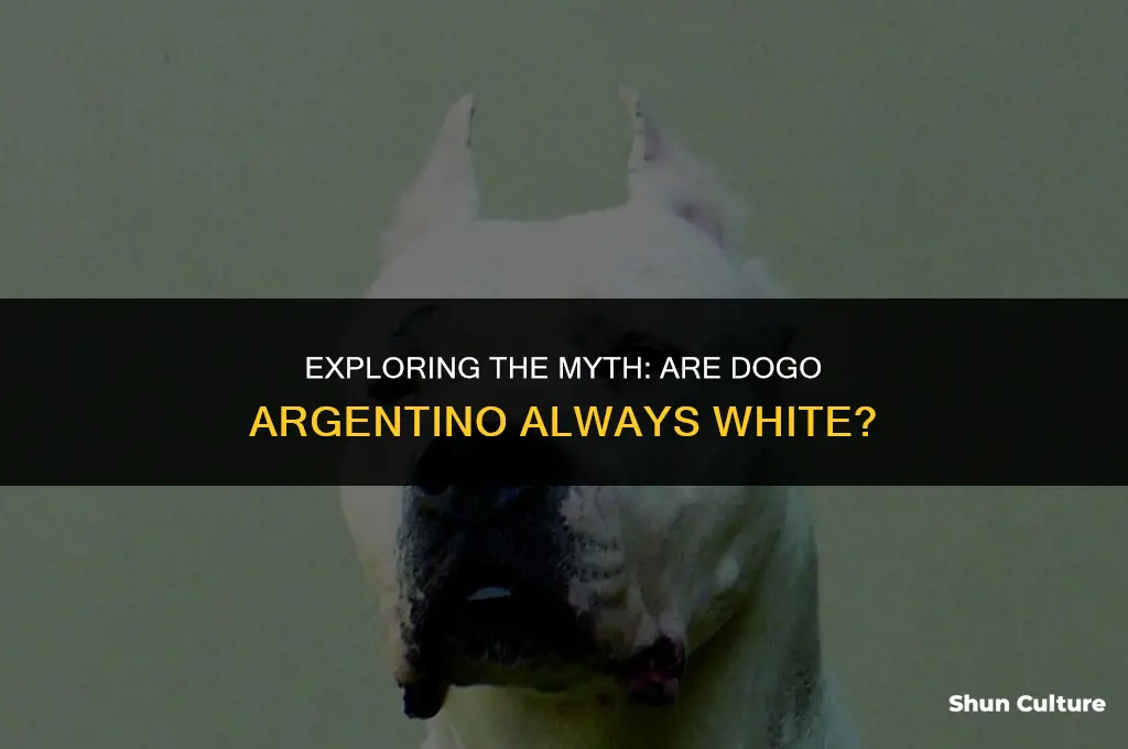 are dogo argentino always white