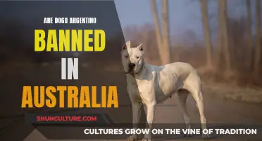 Are Dogo Argentinos Legal in Australia?