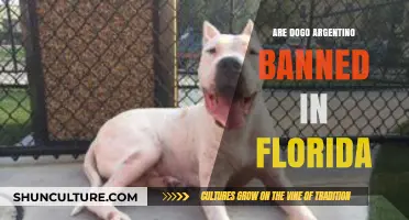 Are Dogo Argentino Banned in Florida? A Comprehensive Guide