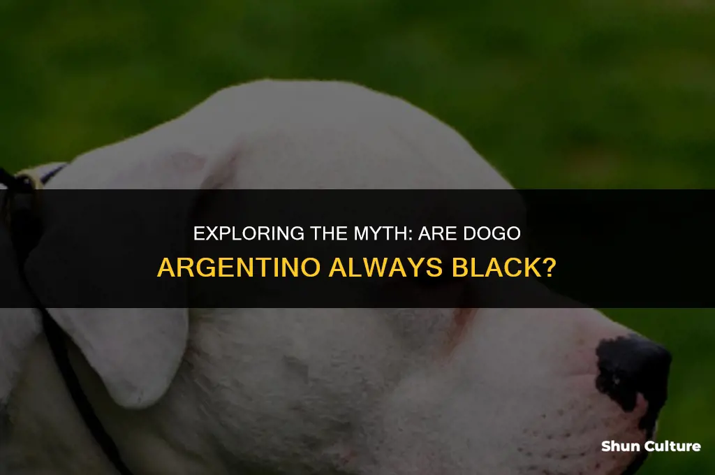 are dogo argentino black
