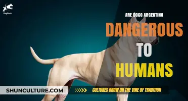 Understanding the Temperament: Are Dogo Argentino Dangerous to Humans?