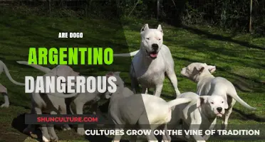 Understanding the Temperament and Safety of Dogo Argentino