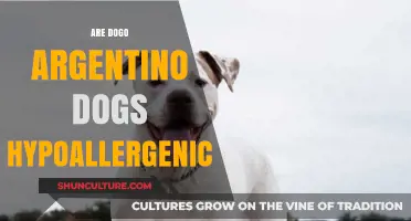 Exploring Hypoallergenic Traits in Dogo Argentino Dogs