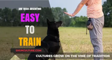 Unlocking the Potential: Training Your Dogo Argentino Made Easy