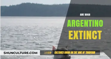 The Truth About Dogo Argentino: Are They Really Extinct?