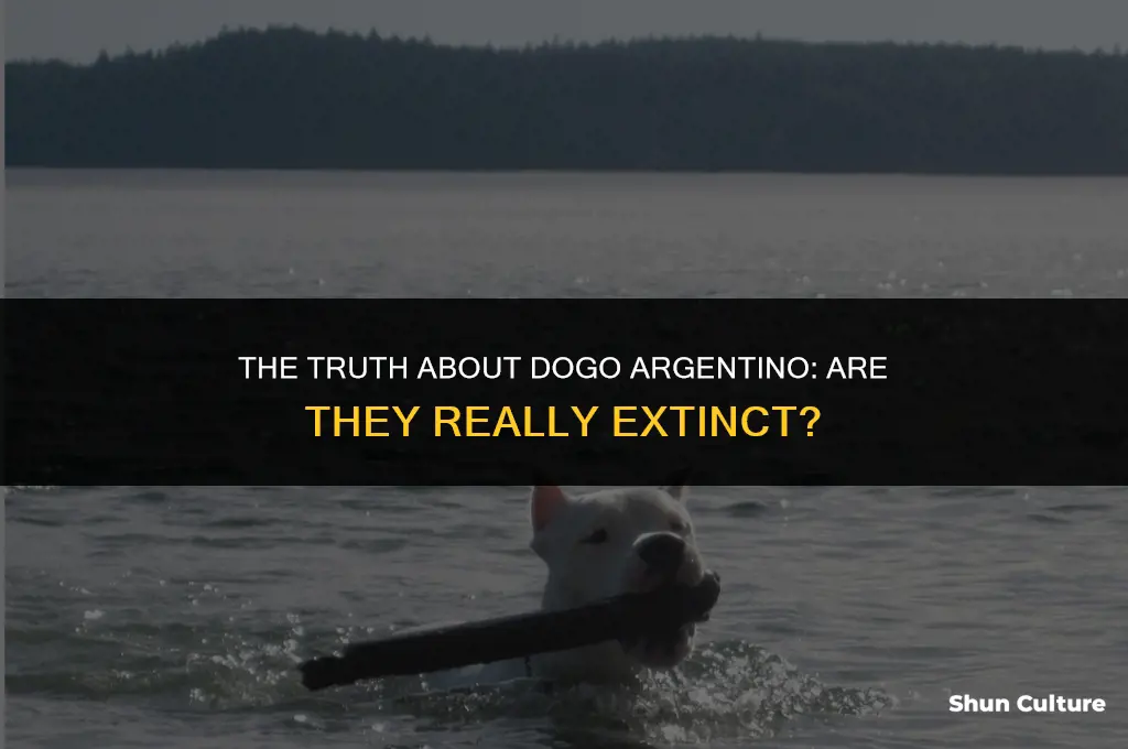 are dogo argentino extinct
