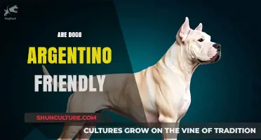 Exploring the Temperament of Dogo Argentino: Friendly or Fierce?