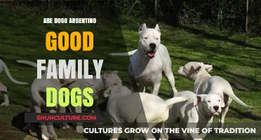 Dogo Argentino: Loyal Companions or Guard Dogs for Families?