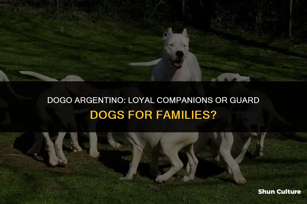 are dogo argentino good family dogs