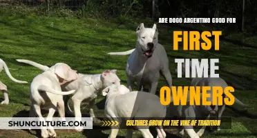 Dogo Argentino: A Suitable Choice for First-Time Dog Owners?