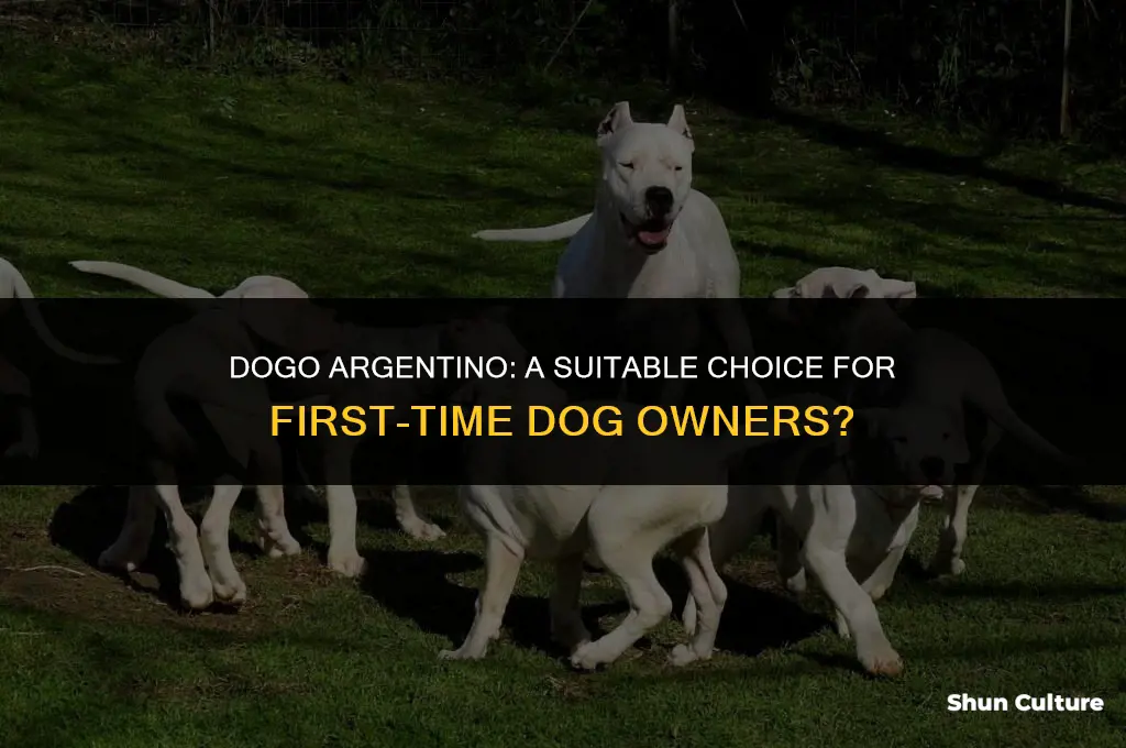 are dogo argentino good for first time owners
