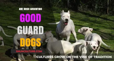 Are Dogo Argentino Good Guard Dogs? A Comprehensive Guide