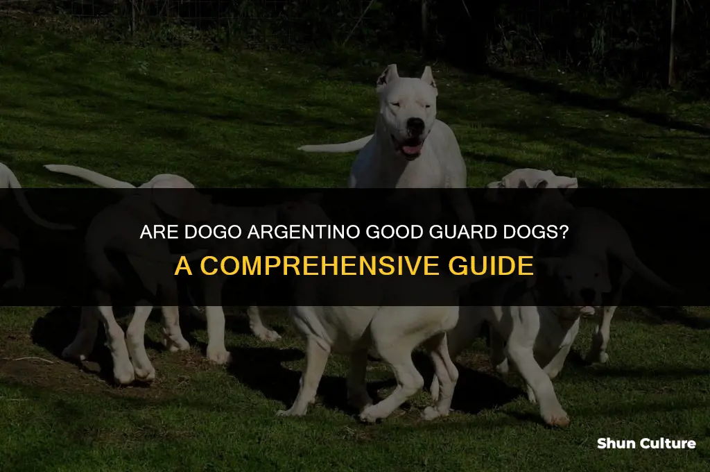 are dogo argentino good guard dogs