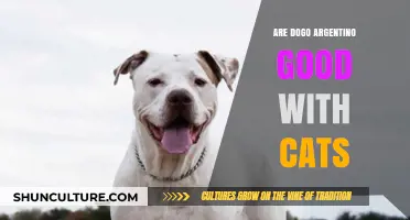 Dogo Argentino and Cats: Can They Live Harmoniously Together?