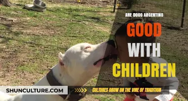 Dogo Argentino: A Family-Friendly Companion or a Risky Choice?