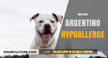Exploring Hypoallergenic Traits in Dogo Argentino Breeds