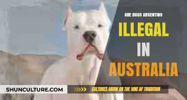 Dogo Argentino Legal Status: Are They Banned in Australia?