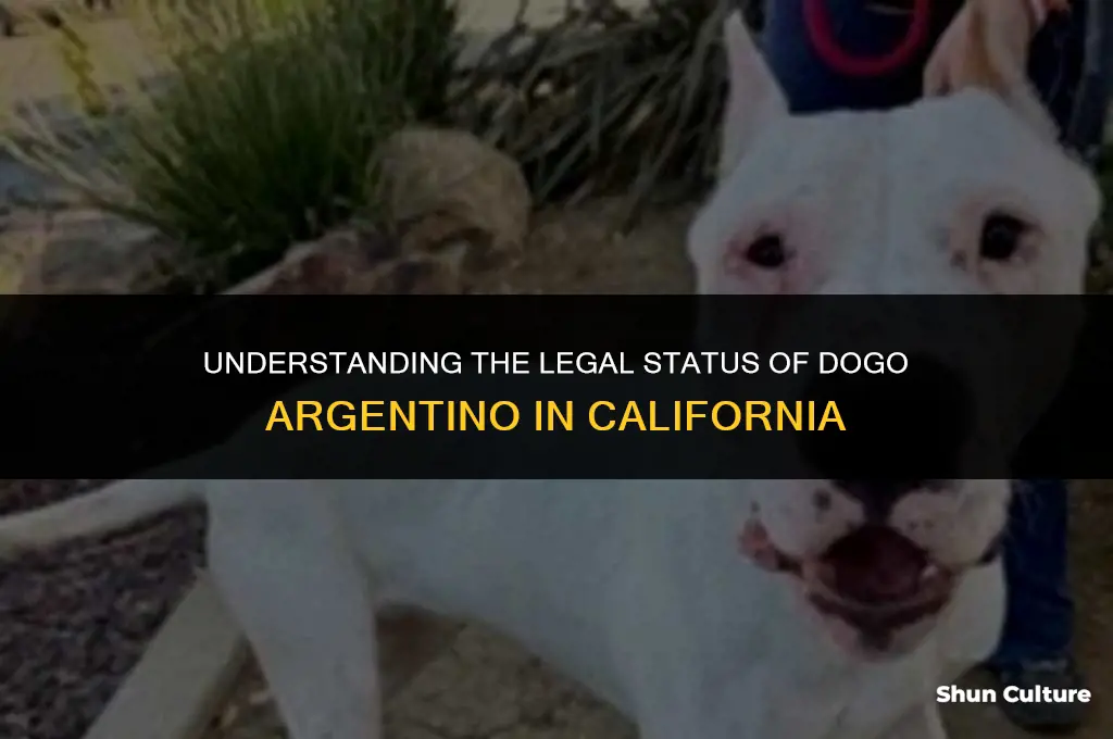 are dogo argentino illegal in California