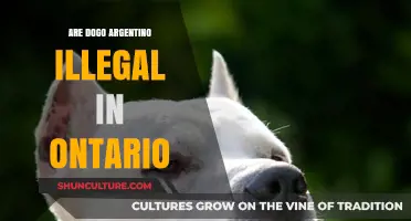 Understanding the Legal Status of Dogo Argentino in Ontario