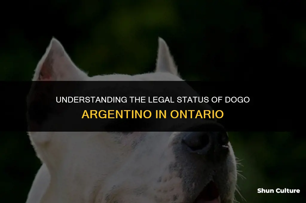 are dogo argentino illegal in ontario