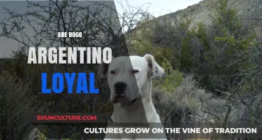 Unveiling the Loyalty of Dogo Argentino: A Comprehensive Guide