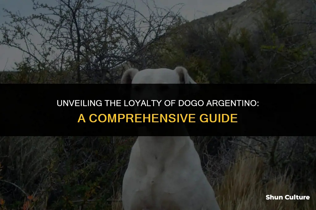 are dogo argentino loyal