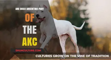 Dogo Argentino's AKC Status: A Comprehensive Guide