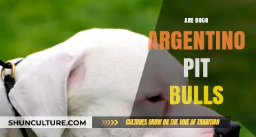 Dogo Argentino vs. Pit Bulls: Understanding the Key Differences