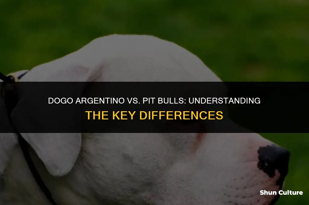 are dogo argentino pit bulls