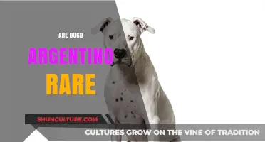 Unveiling the Rarity: A Deep Dive into the World of Dogo Argentino