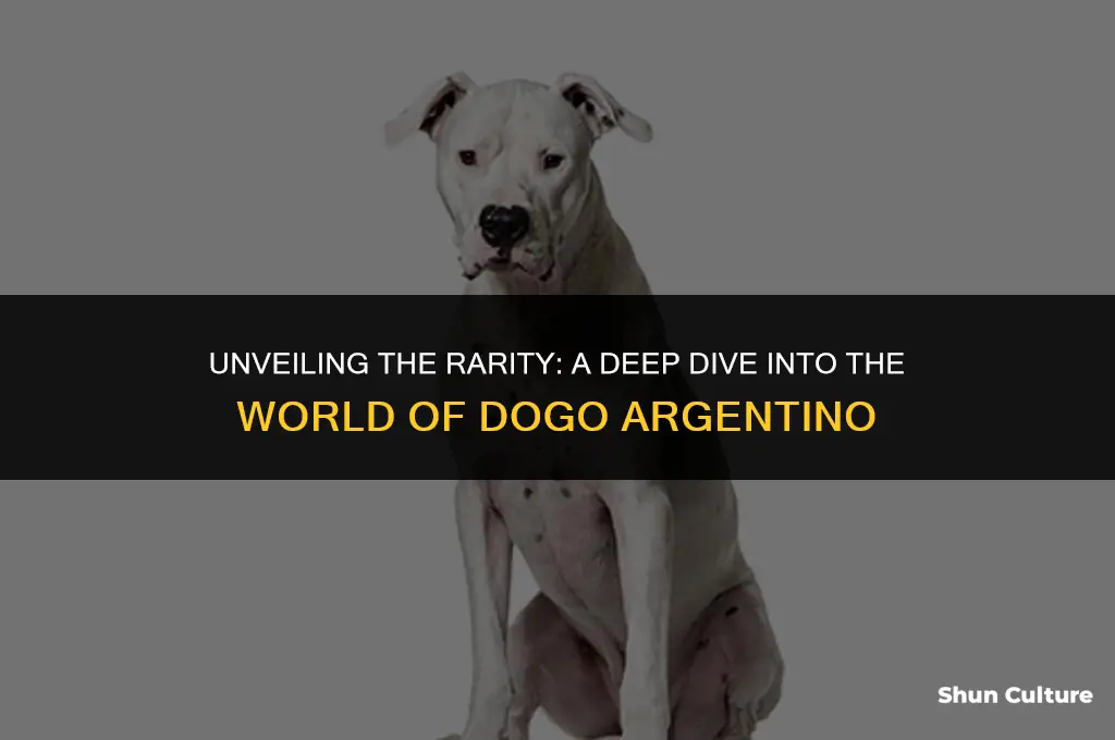 are dogo argentino rare