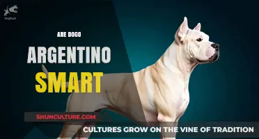 Exploring the Intelligence of Dogo Argentino: Smart or Not?