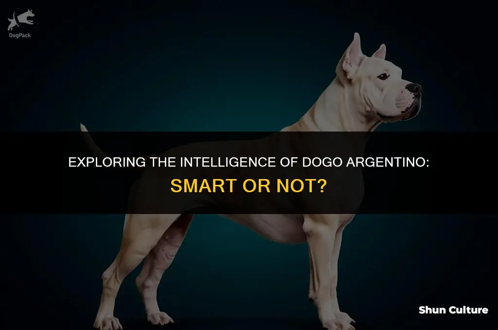 are dogo argentino smart