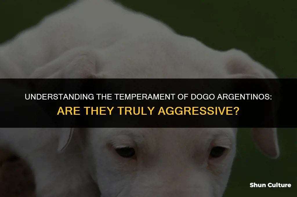 are dogo argentinos aggressive