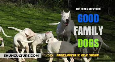 Dogo Argentino: A Loyal Companion or a Guard Dog for Families?