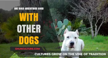 Dogo Argentino Dynamics: Can They Play Well with Other Dogs?
