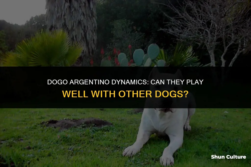 are dogo argentinos good with other dogs