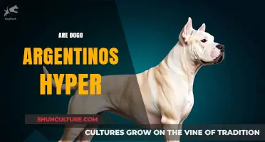 Exploring the Energetic Nature of Dogo Argentinos: Are They Hyper?