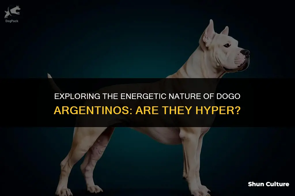 are dogo argentinos hyper