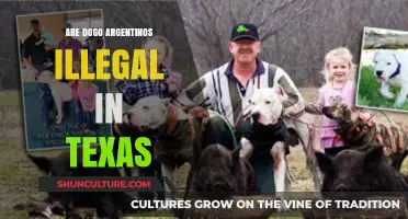 Understanding the Legal Status of Dogo Argentinos in Texas