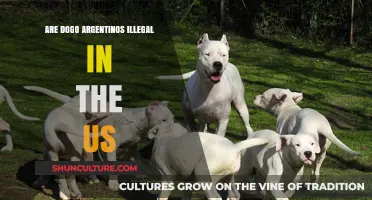 Understanding the Legal Status of Dogo Argentinos in the United States
