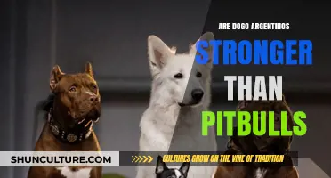 Comparing Canine Strength: Dogo Argentinos vs. Pitbulls