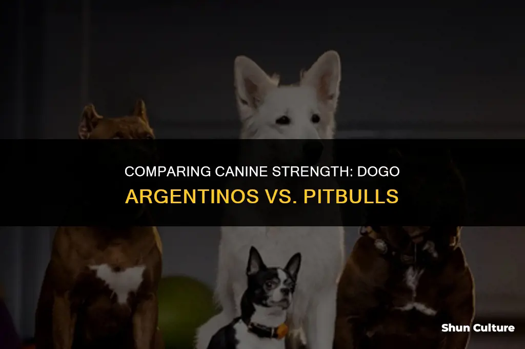 are dogo argentinos stronger than pitbulls