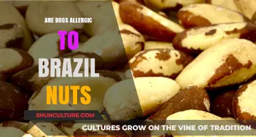 Can Dogs Safely Eat Brazil Nuts? Allergy Risks Explained