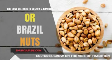 Can Dogs Eat Nuts? Cashews, Almonds, Brazil Nuts Safety Guide