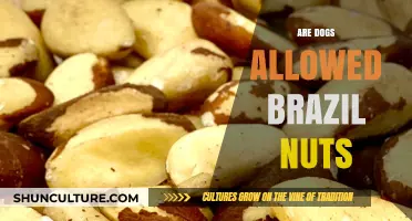 Can Dogs Eat Brazil Nuts? Safety Tips and Nutritional Insights