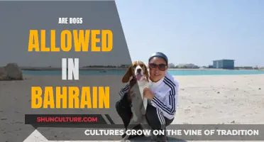 Exploring Bahrain: Can You Bring Your Dog?